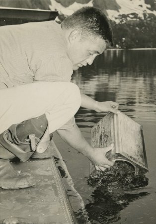 Releasing steelhead fry