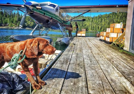 Dog supervises two men loading fish boxes