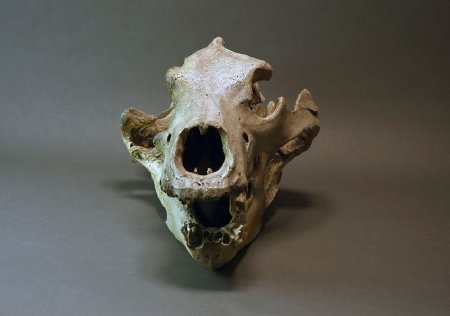 Groaner skull