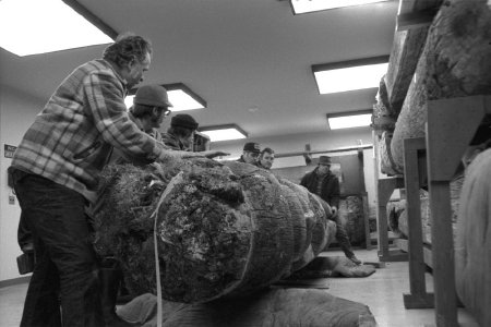 Totem Heritage Center totem pole installation, 1976