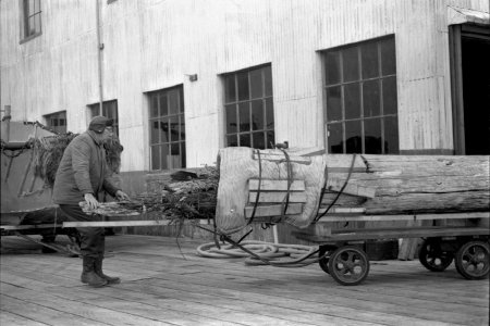 Totem Retrieval: Pole at Sunny Point Cannery, 1970