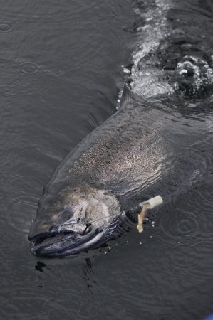 Troll caught king salmon