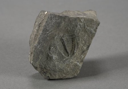 Negative Trilobite Fossil Impression