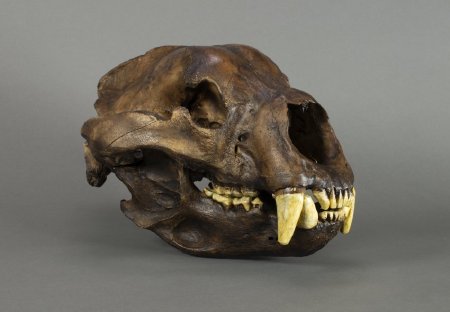 Short Faced Bear Skull, Arctodus simus