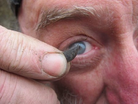 Ray with a Troodon Tooth