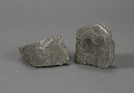 Two Halves of Trilobite Fossil with Positive and Negative Impressions