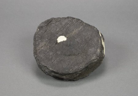 Ichthyosaur Vertebra