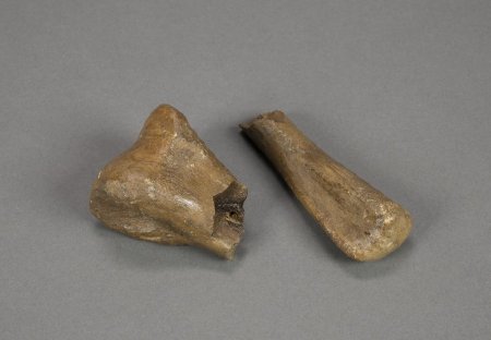 Ugrunaaluk End Bone Fragments