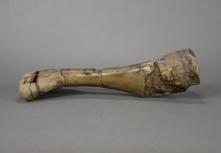 Ugrunaaluk Limb Bone