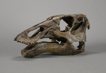 Ugrunaaluk Skull Cast