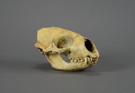Harbor Seal Skull, Phoca vitulina