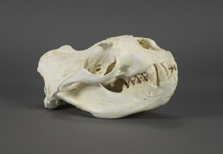 Steller Sea Lion Skull, (male) Eumetopias jubatus