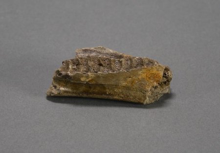 Ugrunaaluk Tooth Battery Fragment