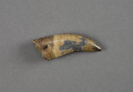 Nanuqsaurus Tooth