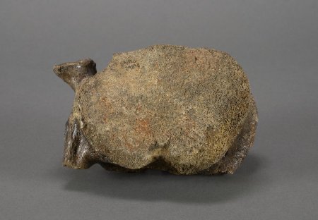 Pachyrhinosaurus Vertebra