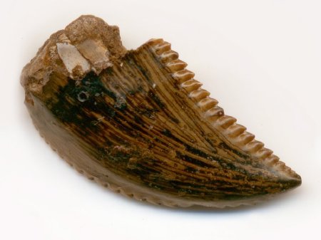 Troodon Tooth Magnified
