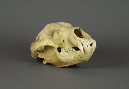 Coastal Brown Bear Skull, Ursus arctos horribilis