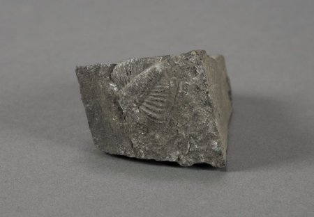 Positive Trilobite Fossil Impression