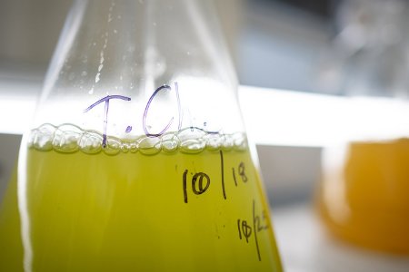 Algae Production to Feed Oysters