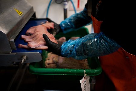 Prepping Salmon to be Canned at Wildfish Cannery's Processing Facility