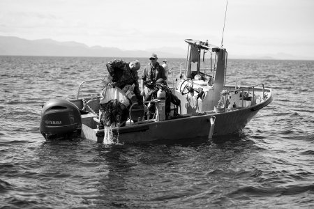 Alaska Department of Fish and Game Dive Crew Bringing Gear Aboard Skiff