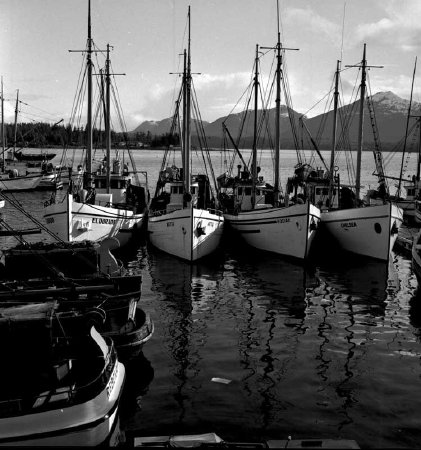 Halibut schooners at City Float