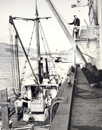 Offloading crab at Ketchikan Cold Storage, 1953