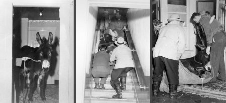 The misadventures of Dammit the Donkey photographed by Paulu Saari, 1951